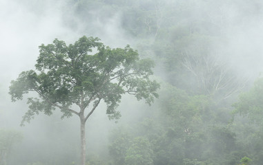 Morning fog in dense tropical rainforest at Bang lang National park , Misty forest landscape, Thailand