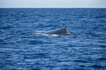 Obraz premium baleine à bosse