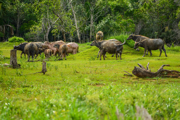 Naklejka na ściany i meble Group of buffaloes walikng and eating grass in field