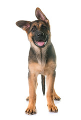 puppy german shepherd