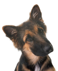 puppy german shepherd