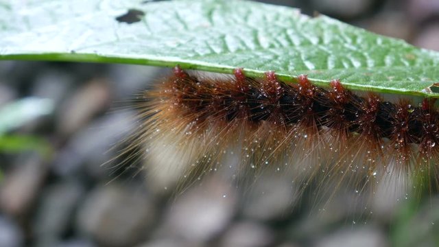 panning of a caterpillar of butterfly is resting under the green leaf
