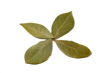 bay leaves on white background