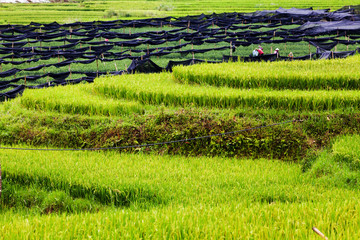 green rice fields in Ta Phin village, Sa Pa, Vietnam