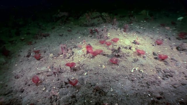 Marine worms Chone infundibuliformis hide on seabed underwater of White Sea. Macro video close up. Flora life on background of pure and transparent water.