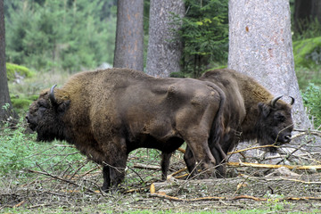 Obraz na płótnie Canvas Wisent oder Europäische Bison (Bos bonasus