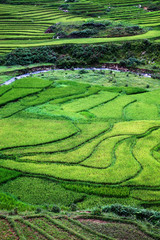 close up on bright green rice field, Sa Pa, Vietnam