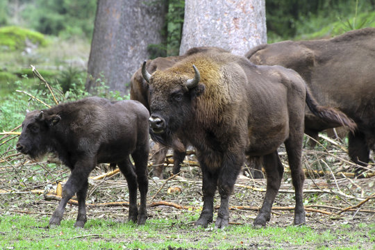 Wisent oder Europäische Bison (Bos bonasus) Herde