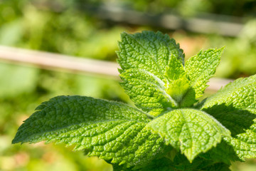 Close up green peppermint leaves.