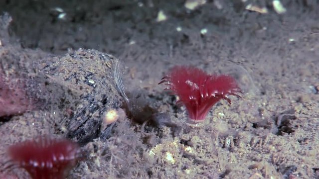 Marine worms Chone infundibuliformis hide on seabed underwater of White Sea. Macro video close up. Flora life on background of pure and transparent water.