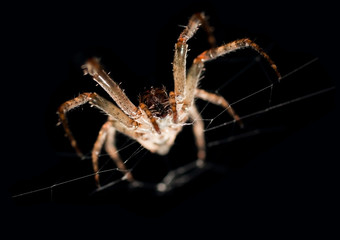 Spider close-up on a black background 