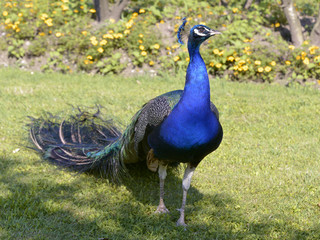 Obraz premium Closeup male Indian Peafowl (Pavo cristatus) standing on grass and seen from the front