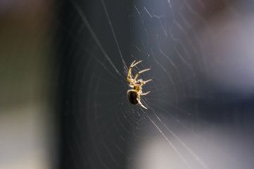 Araignée sur sa toile