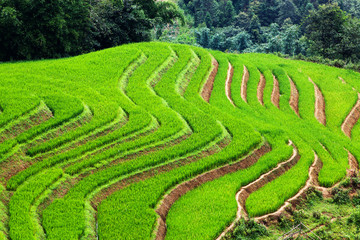 close up on bright green rice field, Sa Pa, Vietnam