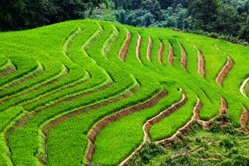 close up on bright green rice field, Sa Pa, Vietnam