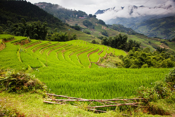 terraced green rice fields around Sa Pa, Vietnam