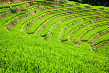 close up on bright green rice field, Sa Pa, Vietnam