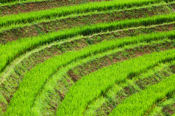 close up on bright green rice field, Sa Pa, Vietnam