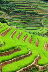 close up on bright green rice field, Sa Pa, Vietnam