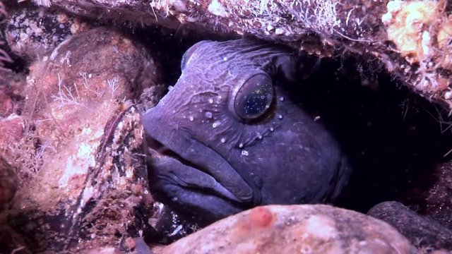 Lancet fish catfish on seabed underwater in ocean of White Sea. Swimming in amazing world of beautiful wildlife. Inhabitants in search of food. Abyssal relax diving. Unique macro video close up.