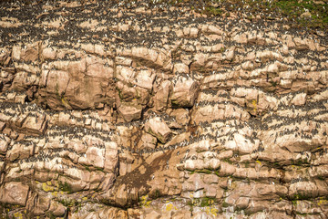Colony of Common Murre birds sitting on inaccessible rocks, Canada
