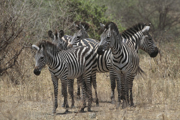 Fototapeta na wymiar Steppenzebras (Equus quagga) Gruppe, Masai Mara, Kenia, Ostafrika