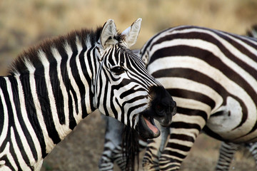 Fototapeta na wymiar Steppenzebras (Equus quagga), Masai Mara, Kenia, Ostafrika