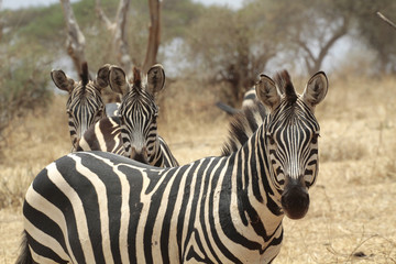 Fototapeta na wymiar Steppenzebras (Equus quagga) von vorne, Masai Mara, Kenia, Ostafrika