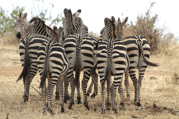 Steppenzebras (Equus quagga) Gruppe von hinten, Masai Mara, Kenia, Ostafrika