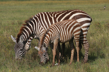 Fototapeta na wymiar Steppenzebra (Equus quagga) mit Jungtier, Masai Mara, Kenia, Ostafrika