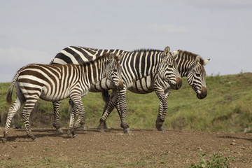 Fototapeta na wymiar Steppenzebras (Equus quagga) mit Jungtier, Masai Mara, Kenia, Ostafrika