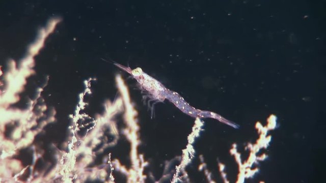 Glass shrimp masked in search of food underwater of White Sea Russia. Unique macro video close up. Predators of marine life on background of pure and transparent water .