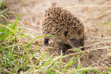 Little cute hedgehog on the nature in the grass