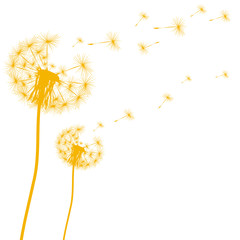 Silhouette of a dandelion on a white background