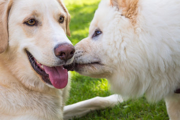 Zwei Hunde schmusen