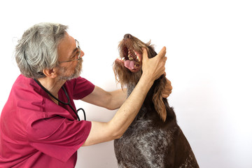 Veterinary doctor examines a teeth of a dog breed drathaar