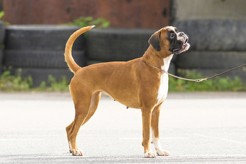 English Bulldog Close-up