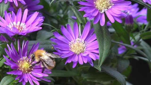 bumble bee on aster in autumn 