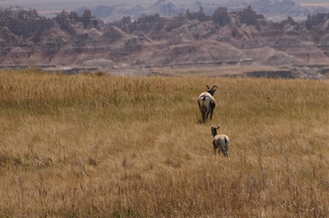 Fototapeta premium Sig Horn Sheep