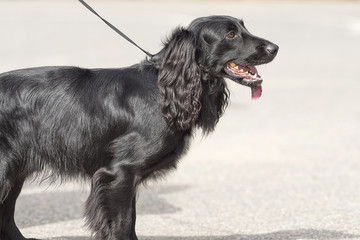 Hunting dog close-up