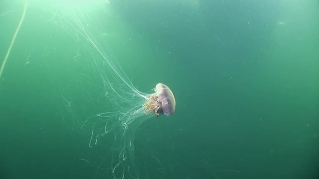 Medusa jellyfish underwater on green background of White Sea.Unique interesting video close up. Predators of marine life in clean clear pure and transparent water in search of food.