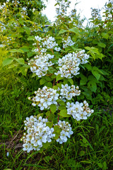 beautiful flowers in the sunlight,the background