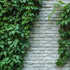 Fototapety  Mur z cegły lub ogrodzenie z dzikimi winogronami. Mur z cegły z naturalną kwiecistą ramą. Dzikich winogron na ścianie starego budynku. Dzikie winogrona na stary ceglany mur jako tło.