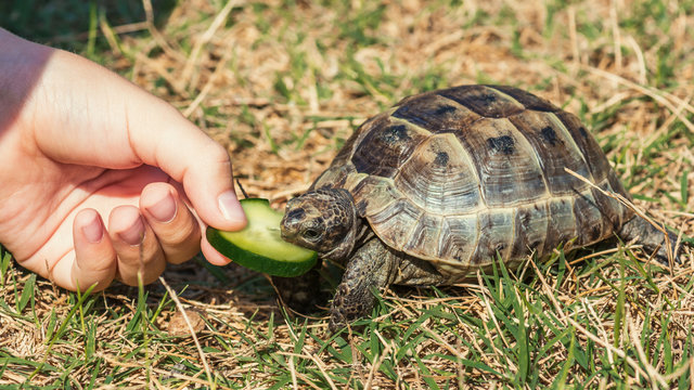 Feeding the turtle
