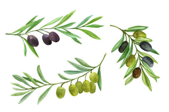 Olives set. Olive branch with berries