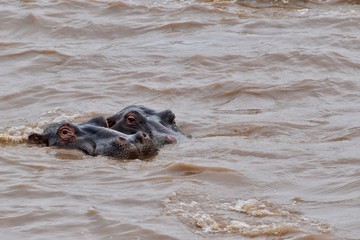 アフリカのカバ