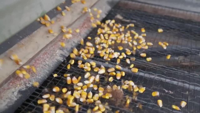 Grain separator separates corn