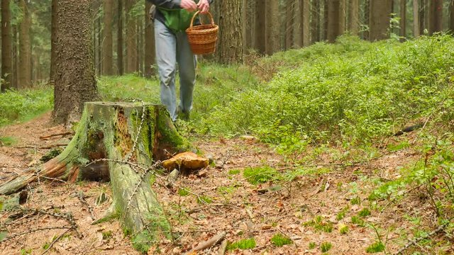 Man finding ugly mushroom at tree stump. Man legs in blue jeans and leather boots come to mushroom, hands cut mushroom and after checking quality let it be.