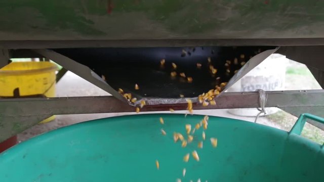 Grains of maize fall out of the separator