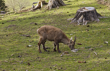 Lonely Alpine ibex on pasture